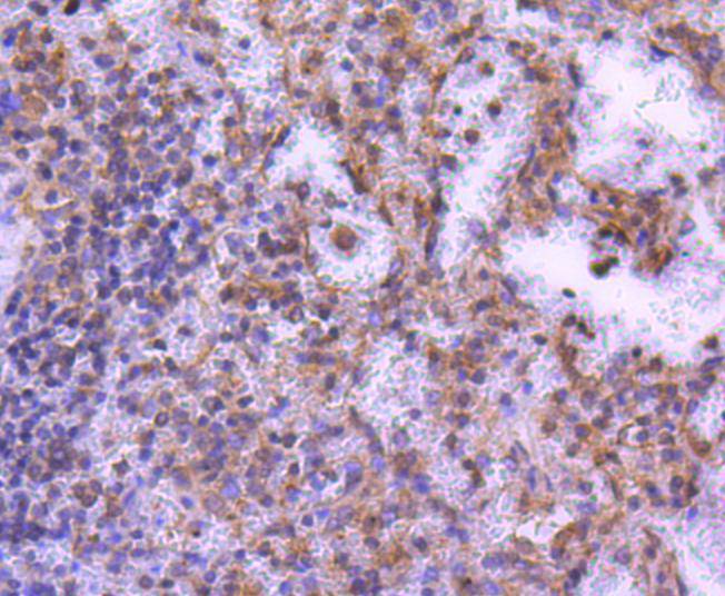 MEK2 Rabbit mAb