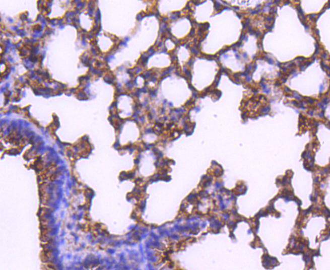 MEK2 Rabbit mAb