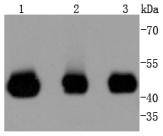 MEK2 Rabbit mAb