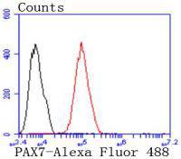 PAX7 Rabbit mAb