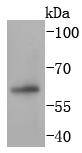 PAX7 Rabbit mAb