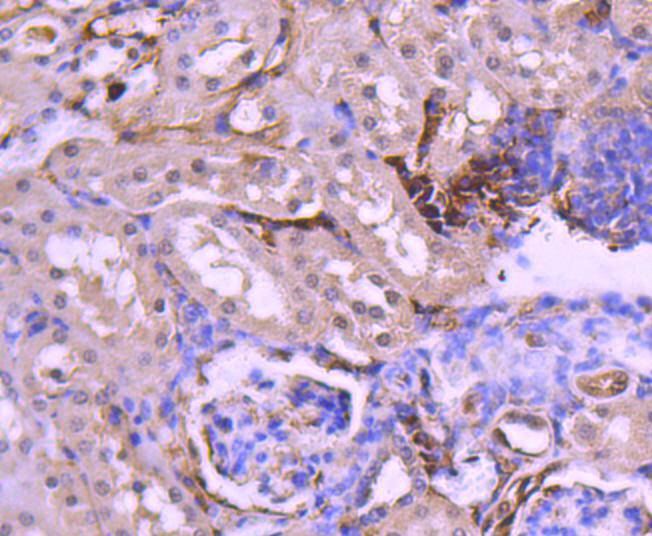 PAX8 Rabbit mAb