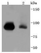 STAT5b Rabbit mAb