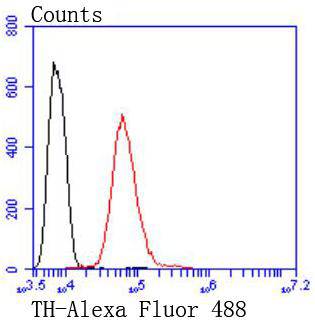 Tyrosine Hydroxylase Rabbit mAb