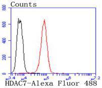 HDAC7 Rabbit mAb