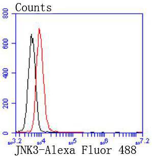 JNK3 Rabbit mAb