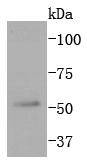 JNK3 Rabbit mAb