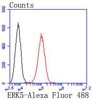 ERK5 Rabbit mAb