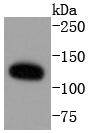 ERK5 Rabbit mAb