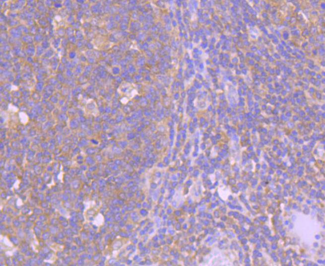 Caspase-8 Rabbit mAb