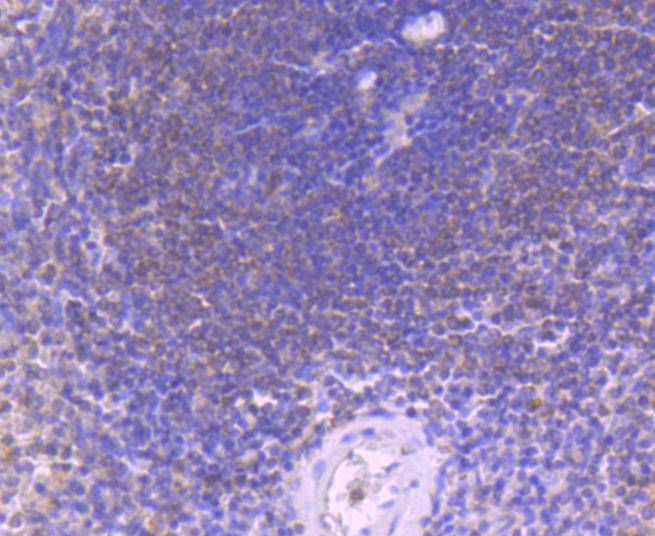 Caspase-8 Rabbit mAb