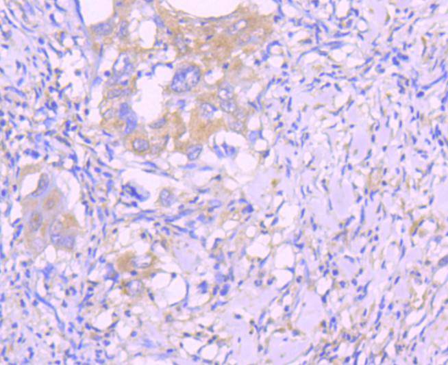 Caspase-8 Rabbit mAb