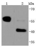 Caspase-8 Rabbit mAb