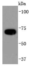 APC6 Rabbit mAb