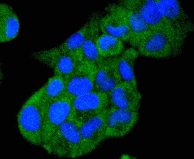 Hsp105 Rabbit mAb