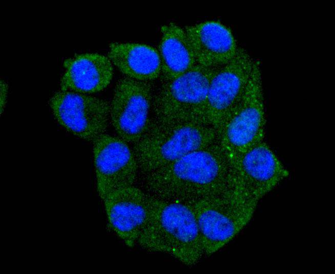 Hsp105 Rabbit mAb