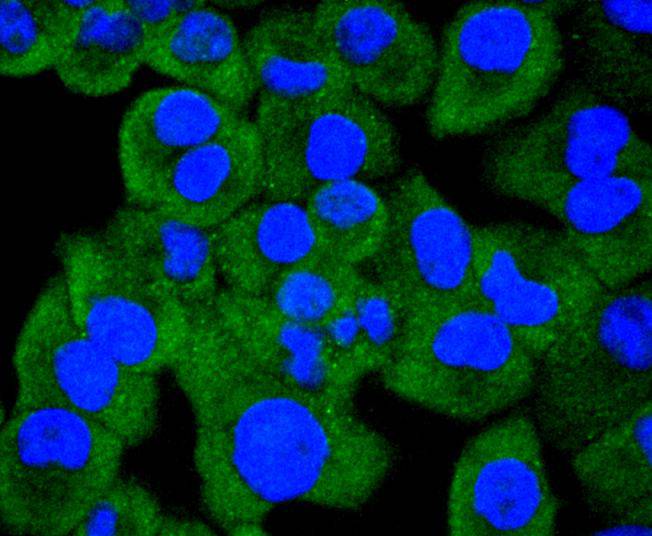 Hsp105 Rabbit mAb