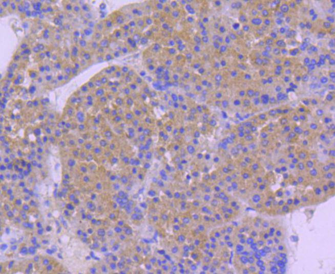 Hsp105 Rabbit mAb