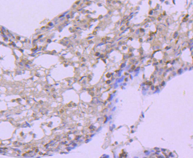 Hsp105 Rabbit mAb