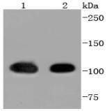 Hsp105 Rabbit mAb