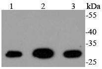 14-3-3 gamma Rabbit mAb