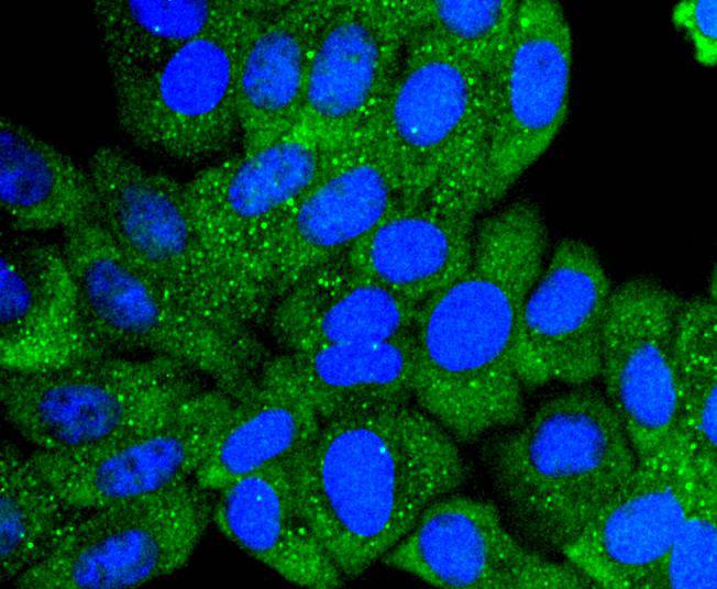 Collagen VI Rabbit mAb