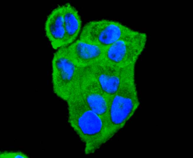 14-3-3 Theta Rabbit mAb