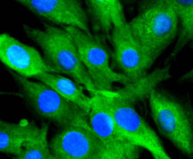 14-3-3 alpha+beta Rabbit mAb