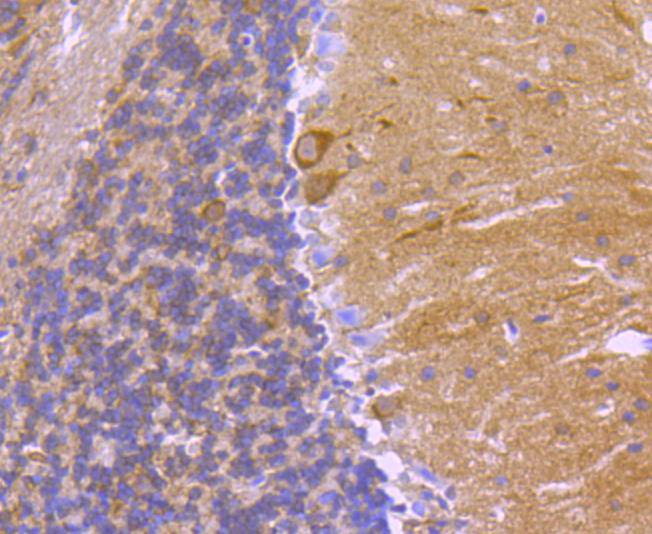 14-3-3 alpha+beta Rabbit mAb