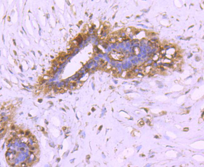 14-3-3 alpha+beta Rabbit mAb