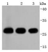 14-3-3 alpha+beta Rabbit mAb