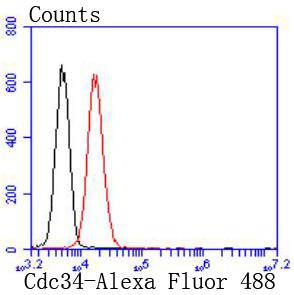 Cdc34 Rabbit mAb