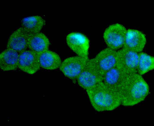 Cdc34 Rabbit mAb