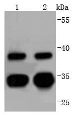 Cdc34 Rabbit mAb