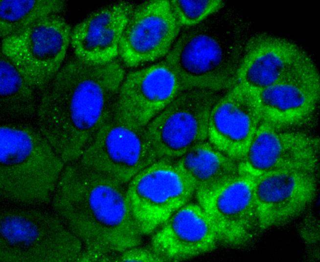 Hsp22 Rabbit mAb