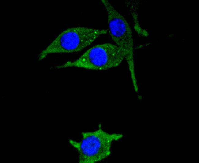 Hsp22 Rabbit mAb