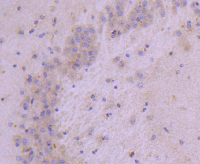 Hsp22 Rabbit mAb