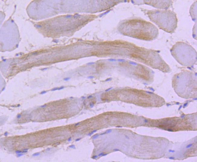 Hsp22 Rabbit mAb