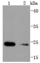 Hsp22 Rabbit mAb