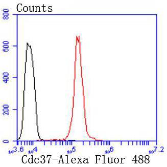 Cdc37 Rabbit mAb