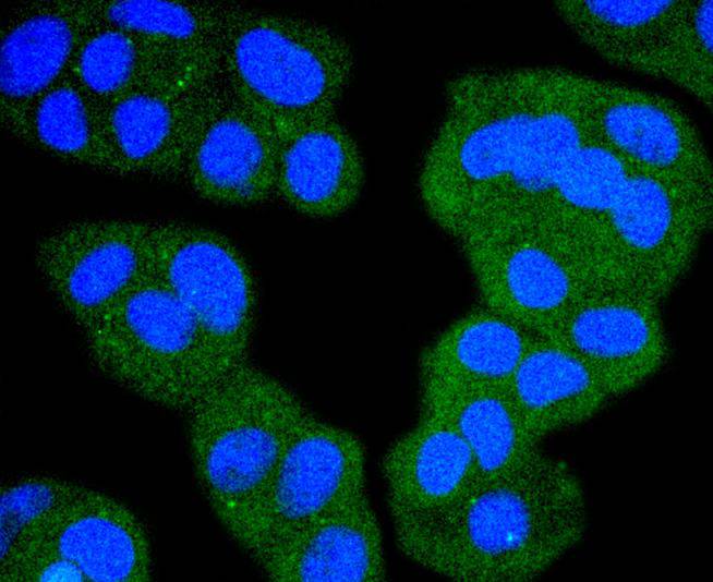 Raf1 Rabbit mAb