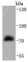 Raf1 Rabbit mAb