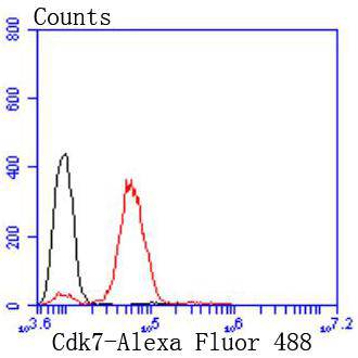 Cdk7 Rabbit mAb