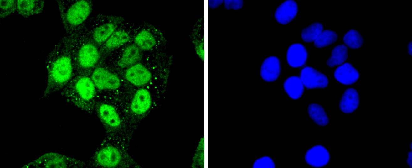 Cdk7 Rabbit mAb