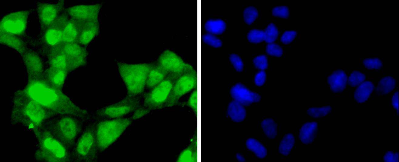 Cdk7 Rabbit mAb