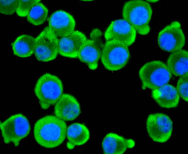 EIF2C3/ Argonaute 3 Rabbit mAb