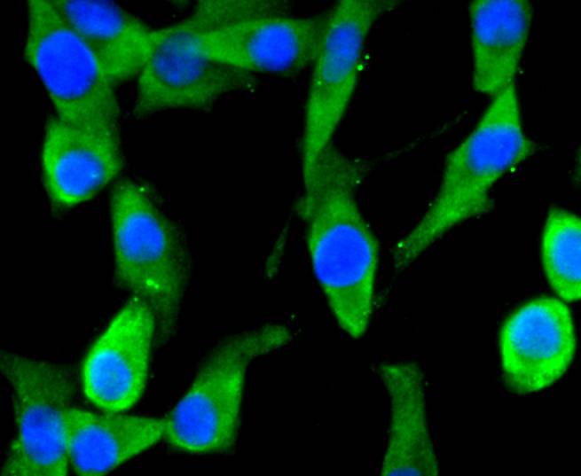 EIF2C3/ Argonaute 3 Rabbit mAb