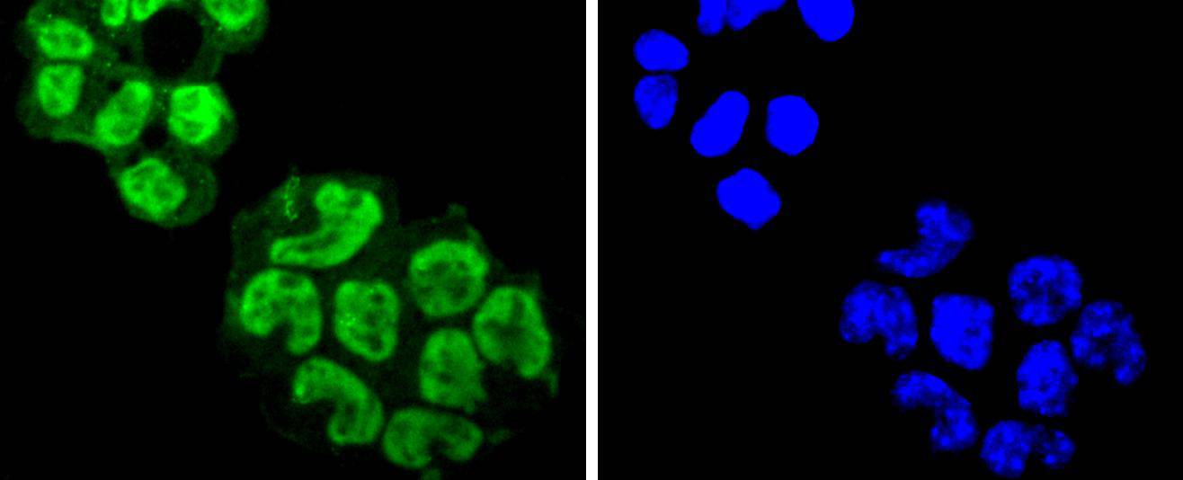 EIF2C3/ Argonaute 3 Rabbit mAb