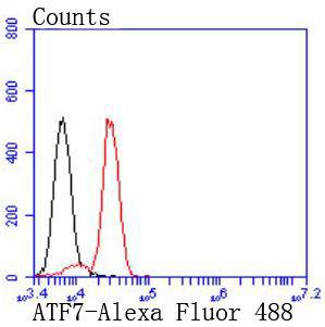 ATF7 Rabbit mAb