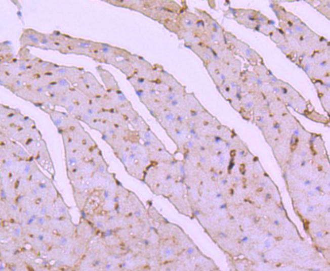 ATF7 Rabbit mAb